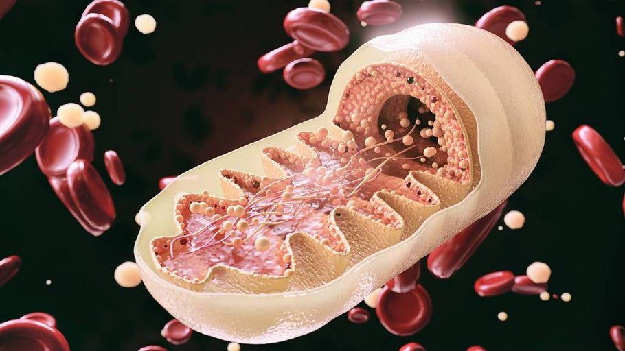 10 Worst Things For Mitochondria Function (2021)