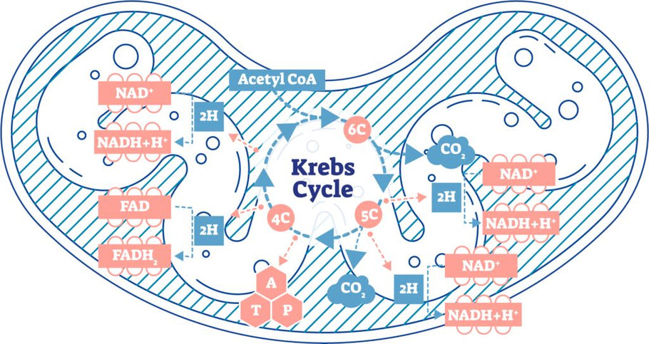 What’s the Difference Between NAD+ and NADH?